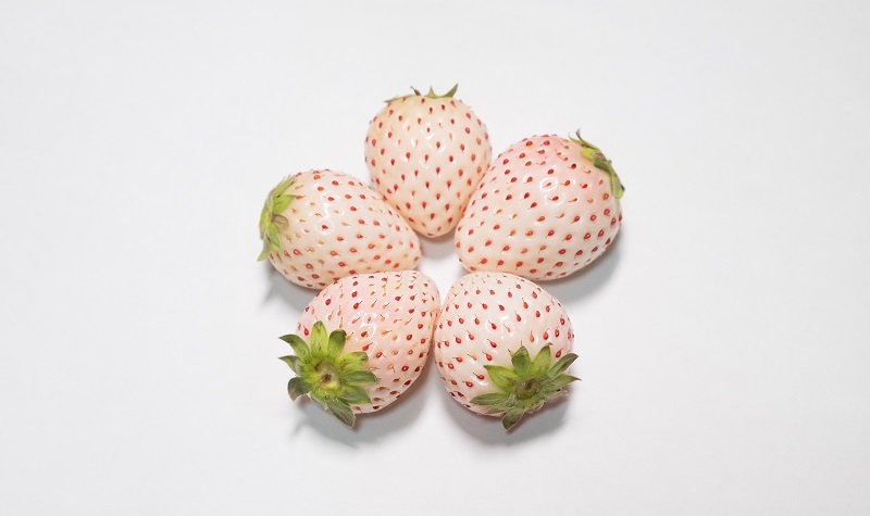 「白寶石」草莓